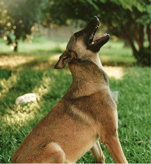 Cachorro Vira Lata