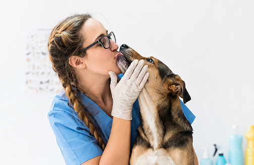 Cachorro Vira Lata com veterinária
