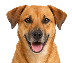 Cachorro